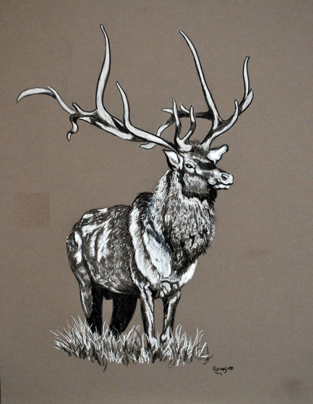 Bull Elk — Pastel painting by Judy Sprague